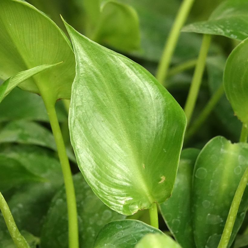 Filodendro - Philodendron rugosum Aberrant (Fogliame)
