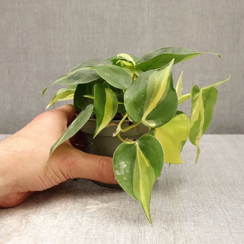 Filodendro - Philodendron scandens Vaso da Ø 10 cm/11 cm esemplare consegnato in primavera