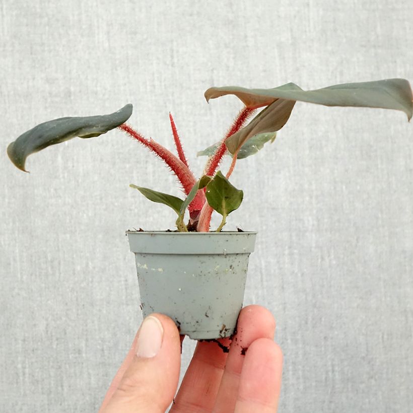 Esemplare di Filodendro - Philodendron squamiferum x serpens mini-pianta come consegnato in autunno