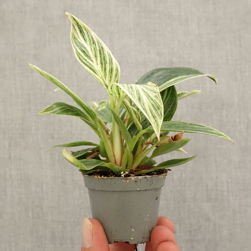Esemplare di Filodendro - Philodendron White Measure Mini-plante come consegnato in autunno
