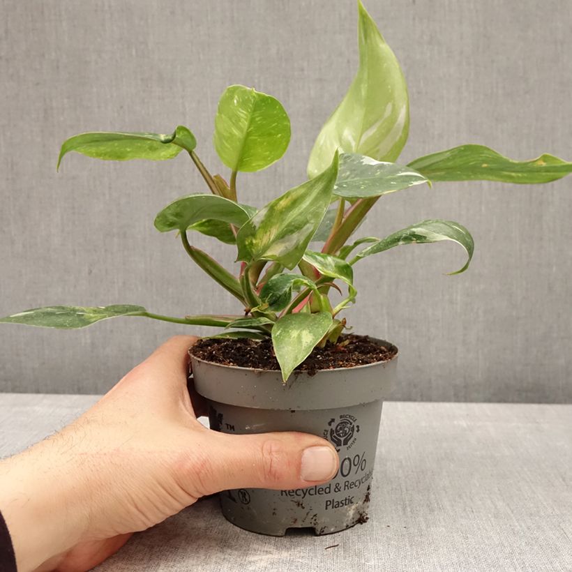 Filodendro - Philodendron White Princess Vaso da Ø 12 cm / 13 cm esemplare consegnato in primavera