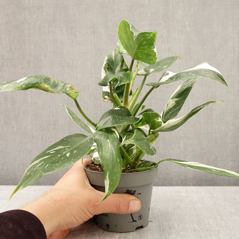 Filodendro - Philodendron White Wizard Vaso da Ø 12 cm / 13 cm esemplare consegnato in primavera