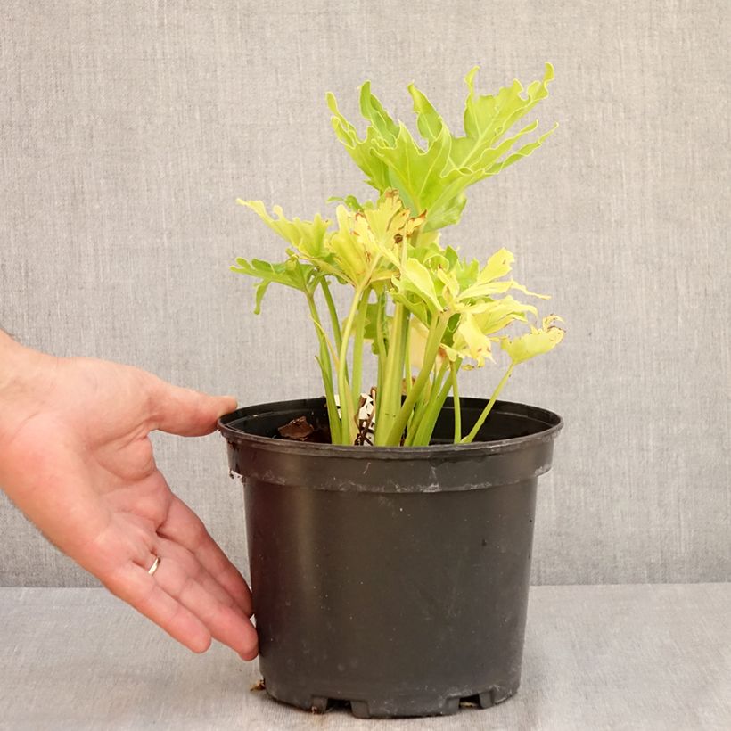 Esemplare di Philodendron xanadu Hope Vaso da 2L/3L consegnato in estate
