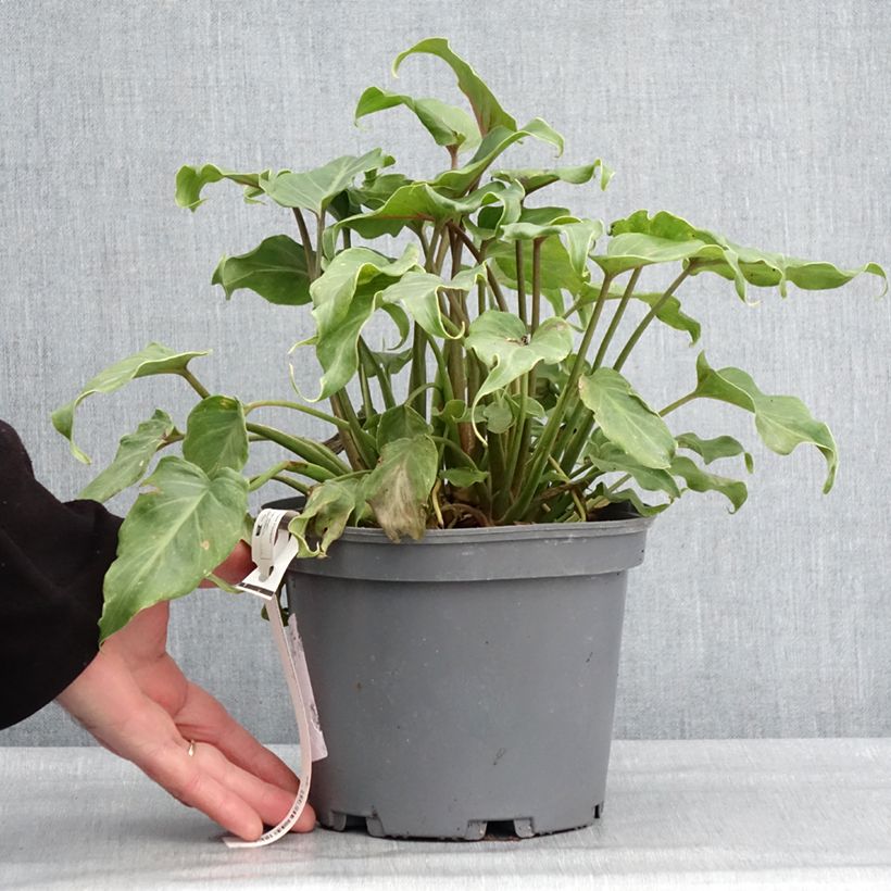Philodendron xanadu Vaso da 3L/4L esemplare consegnato in inverno