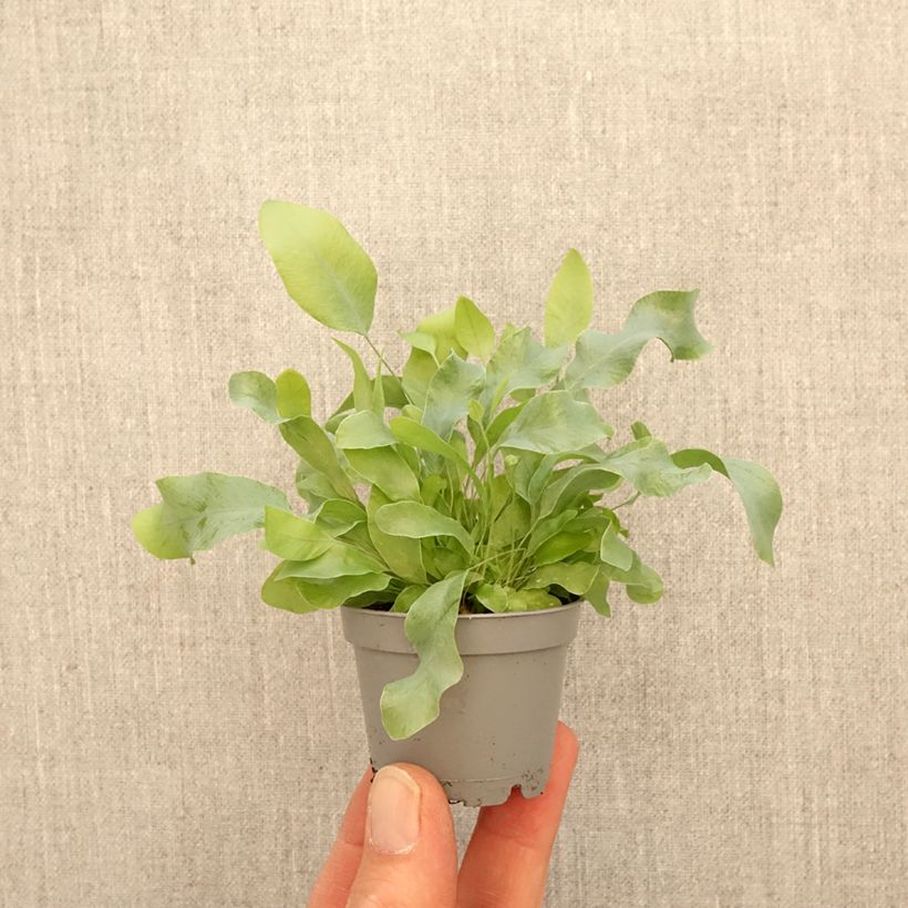 Phlebodium Blue Star - Felce mini-pianta esemplare consegnato in primavera