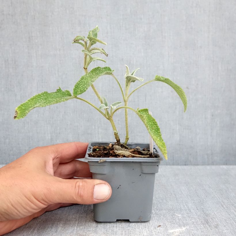 Esemplare di Phlomis bourgaei Vasetto da 8/9 cm come consegnato in autunno