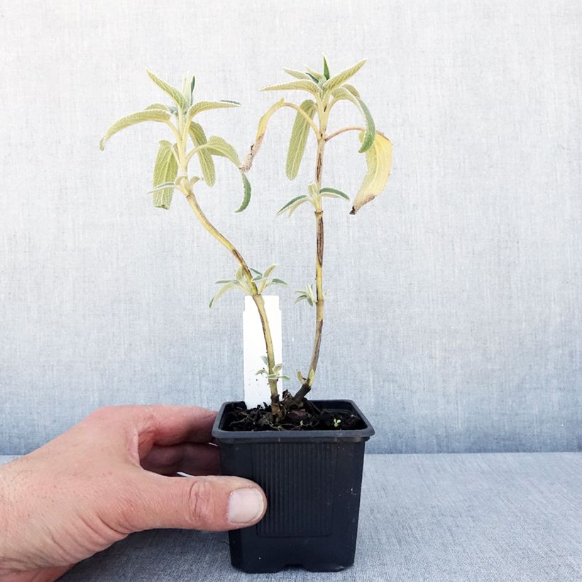 Phlomis bourgaei Vasetto da 8/9 cm esemplare consegnato in primavera