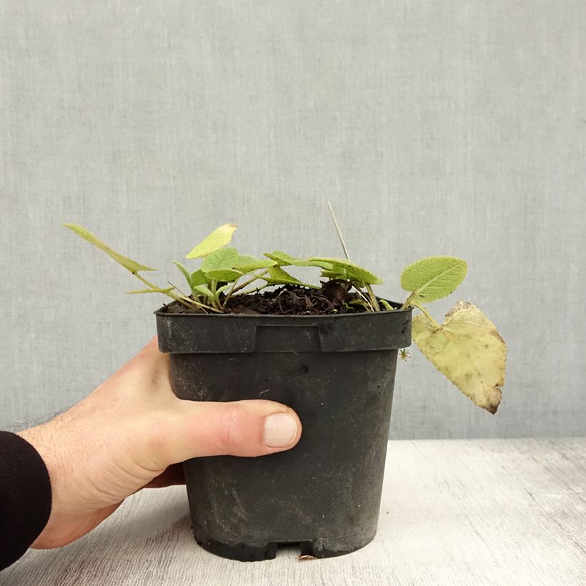 Esemplare di Phlomis russeliana Vaso da 2L/3L come consegnato in autunno