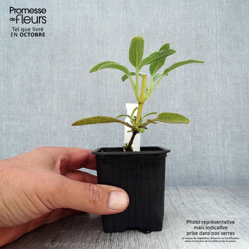 Esemplare di Phlomis fruticosa - Salvia di Gerusalemme Vasetto da 8/9 cm come consegnato in autunno