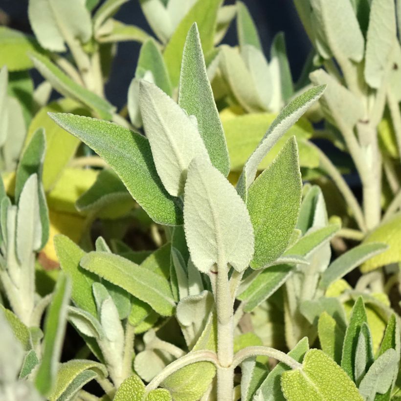 Phlomis purpurea - Salvia viola di Gerusalemme (Fogliame)