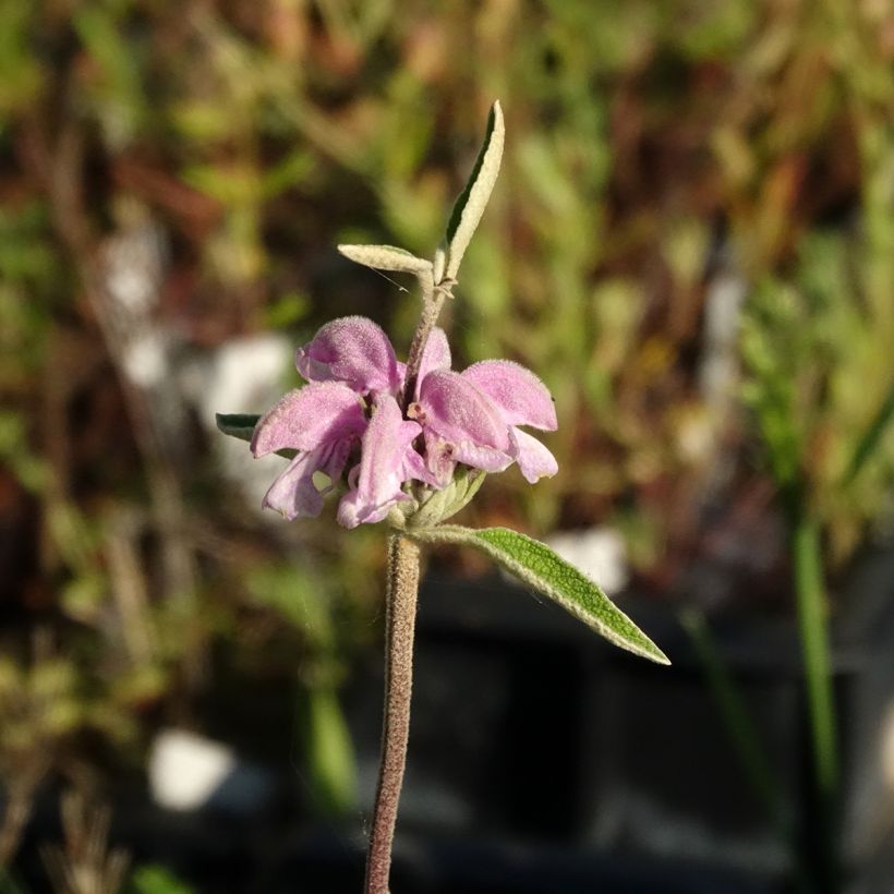 Phlomis purpurea - Salvia viola di Gerusalemme (Fioritura)