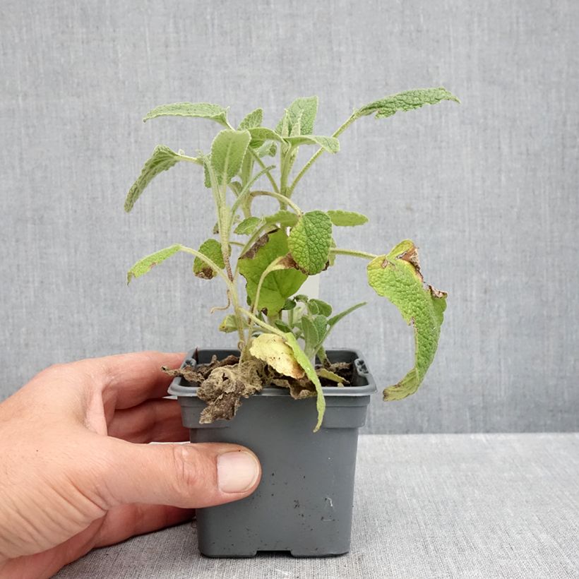 Esemplare di Phlomis purpurea - Salvia viola di Gerusalemme Vasetto da 8/9 cm come consegnato in autunno