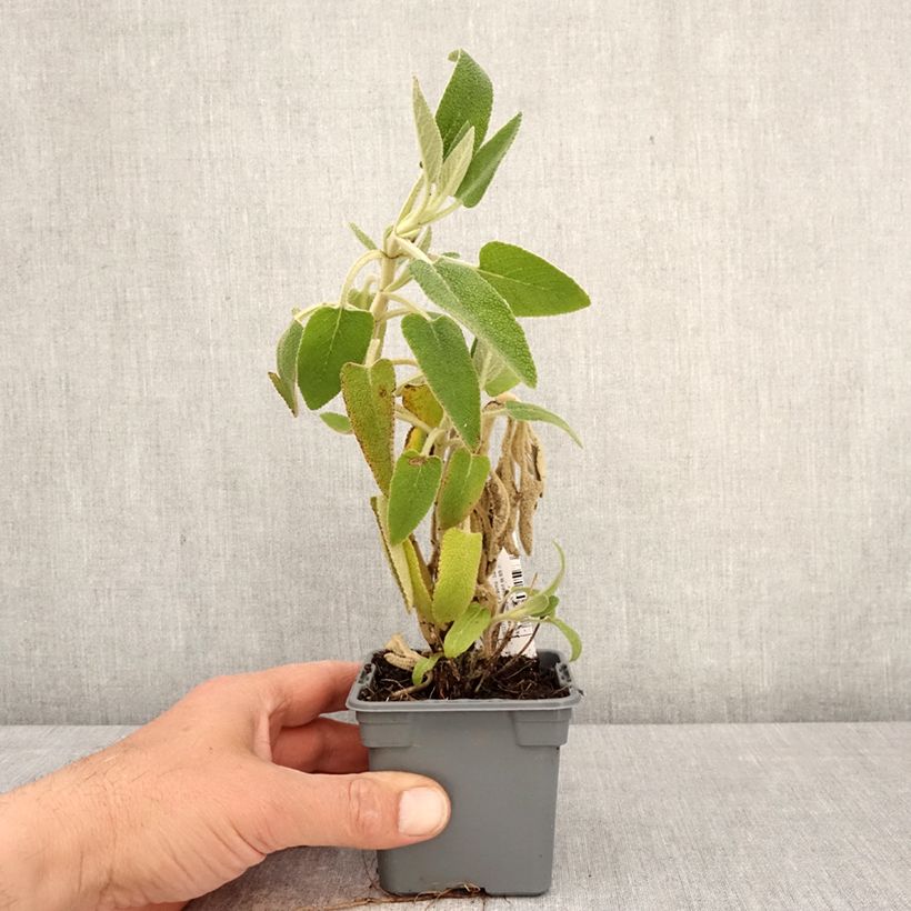 Phlomis purpurea - Salvia viola di Gerusalemme Vasetto da 8/9 cm esemplare consegnato in primavera