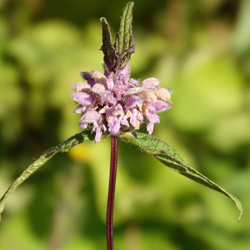 Phlomis tuberosa Amazone - Verbasco dalle foglie di salvia (Fioritura)