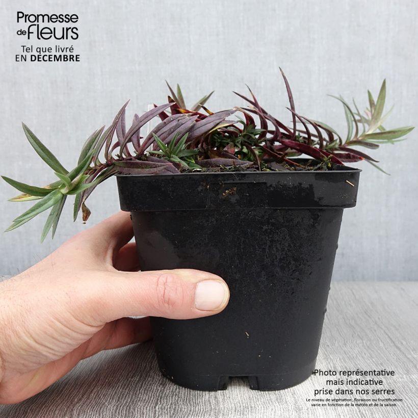 Esemplare di Phlox divaricata Chattahoochee Vaso da 2L/3L come consegnato in autunno