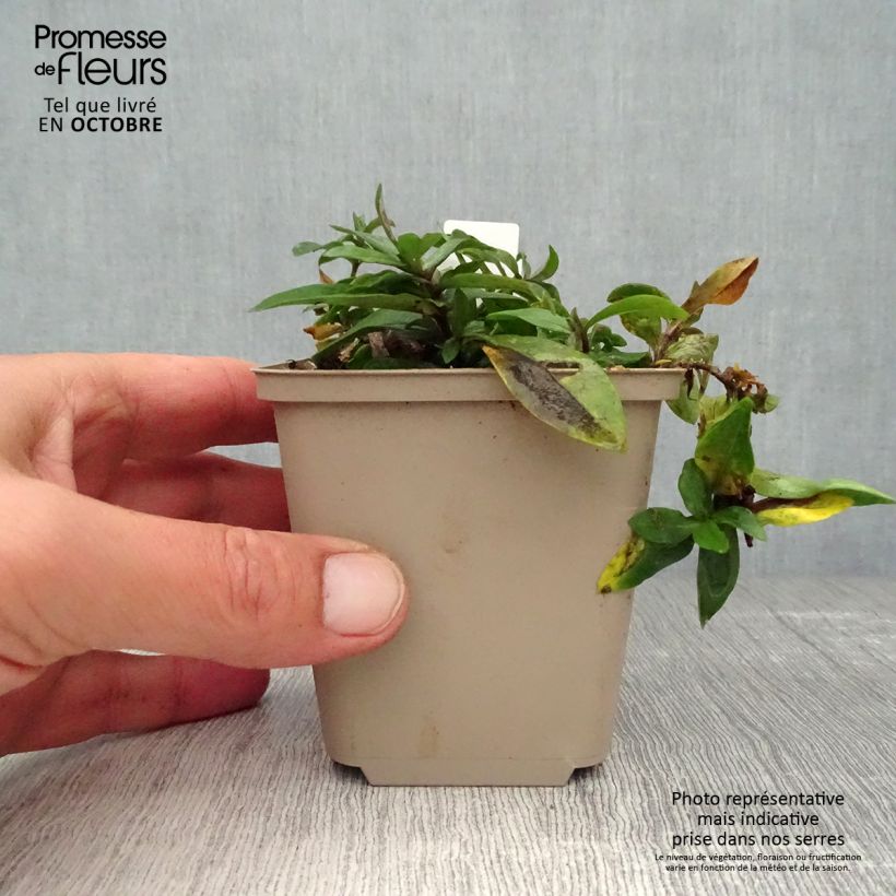 Esemplare di Phlox divaricata Dirigo Ice Vasetto da 8/9 cm come consegnato in autunno