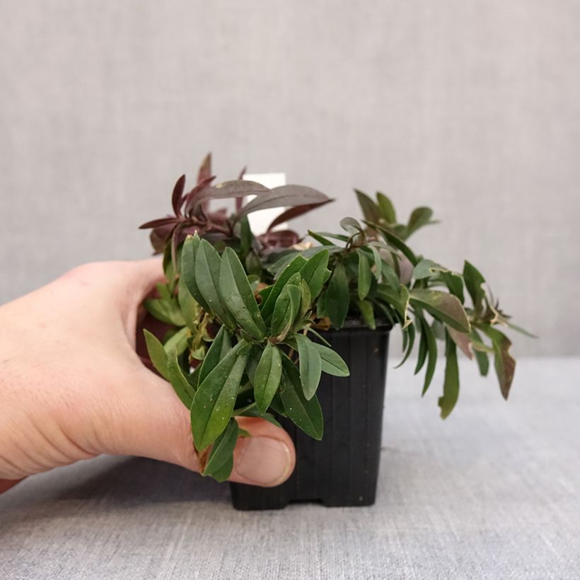 Phlox divaricata May Breeze Vasetto da 8/9 cm esemplare consegnato in inverno