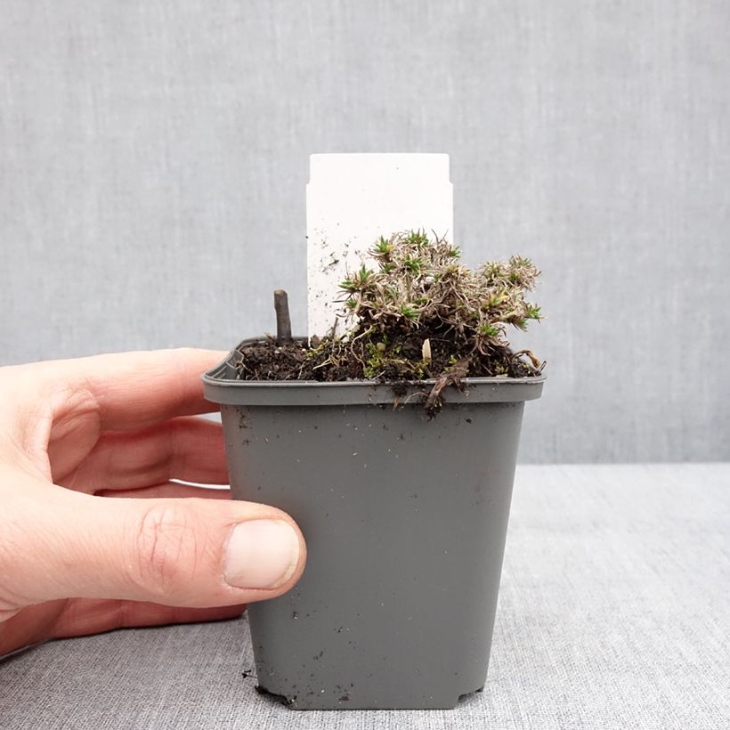 Phlox douglasii Crackerjack Vasetto da 8/9 cm esemplare consegnato in inverno