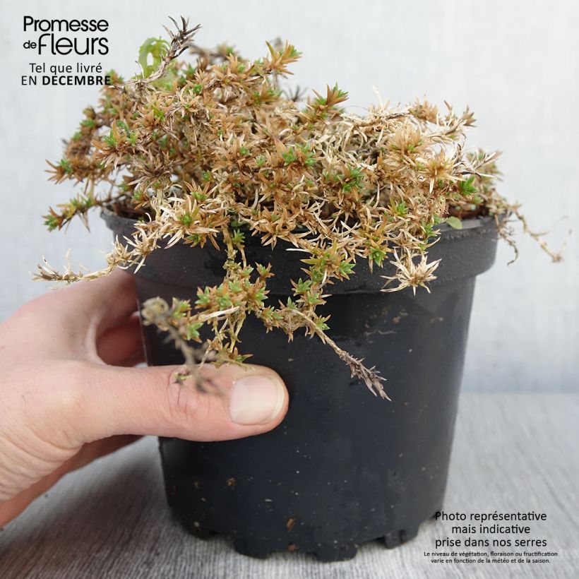 Esemplare di Phlox douglasii Lilac Cloud Vaso da 2L/3L come consegnato in autunno