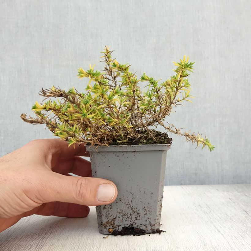 Esemplare di Phlox douglasii Lilac Cloud Vasetto da 8/9 cm come consegnato in autunno