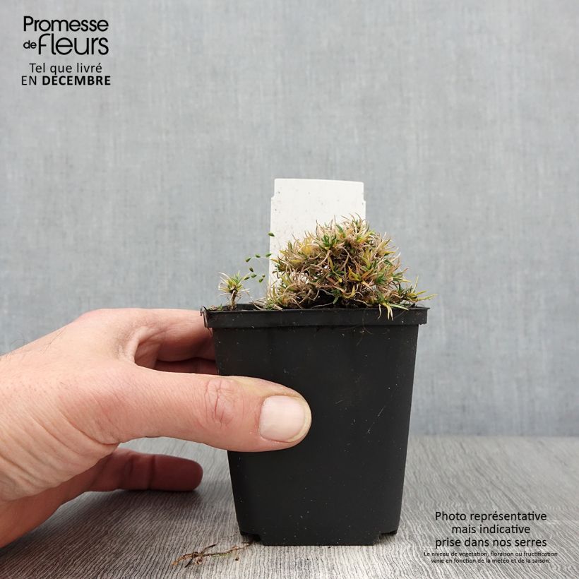 Esemplare di Phlox douglasii Ochsenblut Vasetto da 8/9 cm come consegnato in autunno