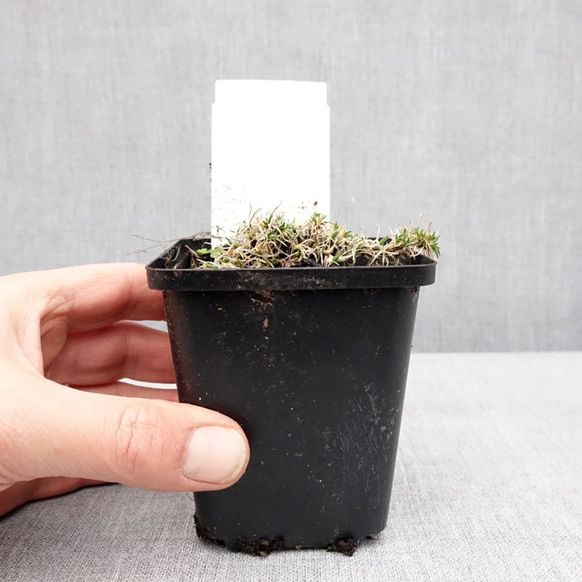 Phlox douglasii Ochsenblut Vasetto da 8/9 cm esemplare consegnato in inverno