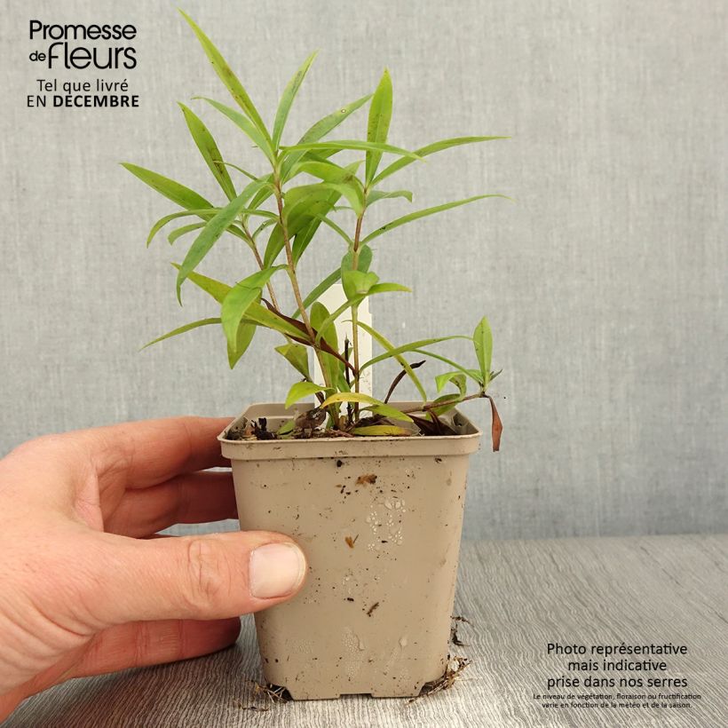 Esemplare di Phlox paniculata Fashionably Early Crystal Vasetto da 8/9 cm come consegnato in autunno