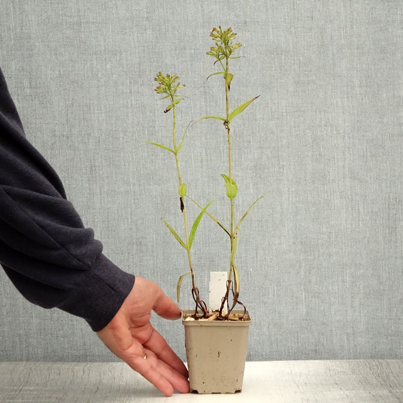 Esemplare di Phlox paniculata Fashionably Early Crystal Vasetto da 8/9 cm consegnato in estate