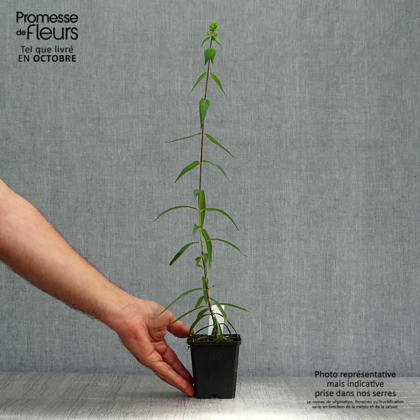 Esemplare di Phlox maculata Omega Vasetto da 8/9 cm come consegnato in autunno