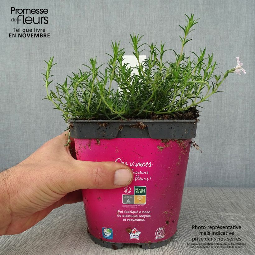 Esemplare di Phlox subulata Candy Stripes - Muscio rosa Vaso da 1,5L/2L come consegnato in autunno