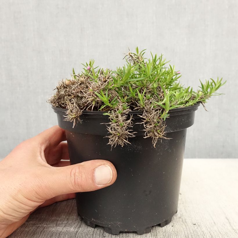 Phlox subulata Moerheimii - Muscio rosa Vaso da 2L/3L esemplare consegnato in primavera