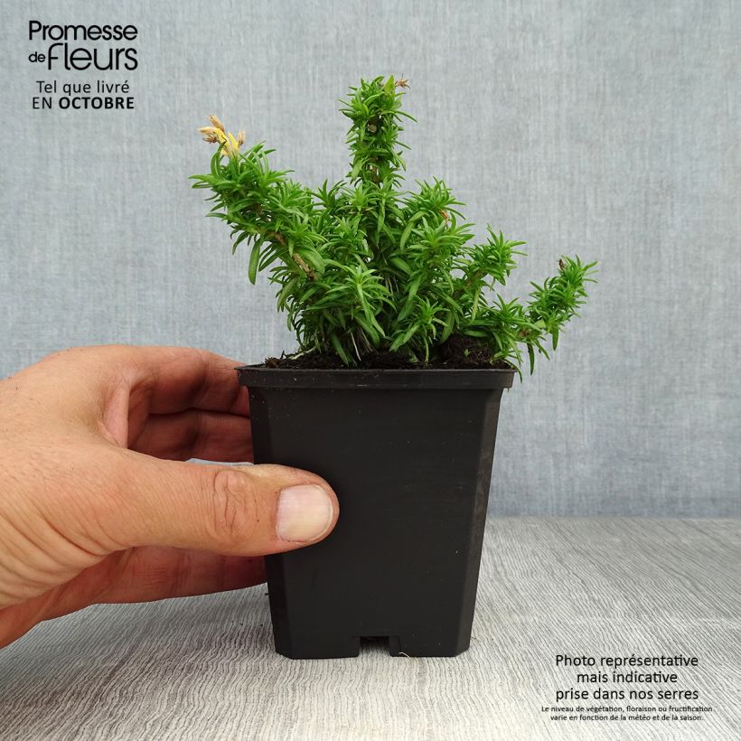 Esemplare di Phlox subulata White Delight - Muscio rosa Vasetto da 8/9 cm come consegnato in autunno