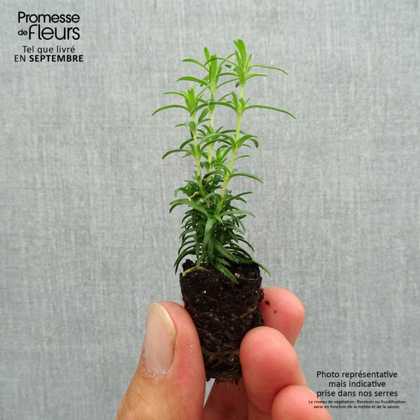 Esemplare di Phlox subulata White Delight - Muscio rosa mini zolla... come consegnato in autunno