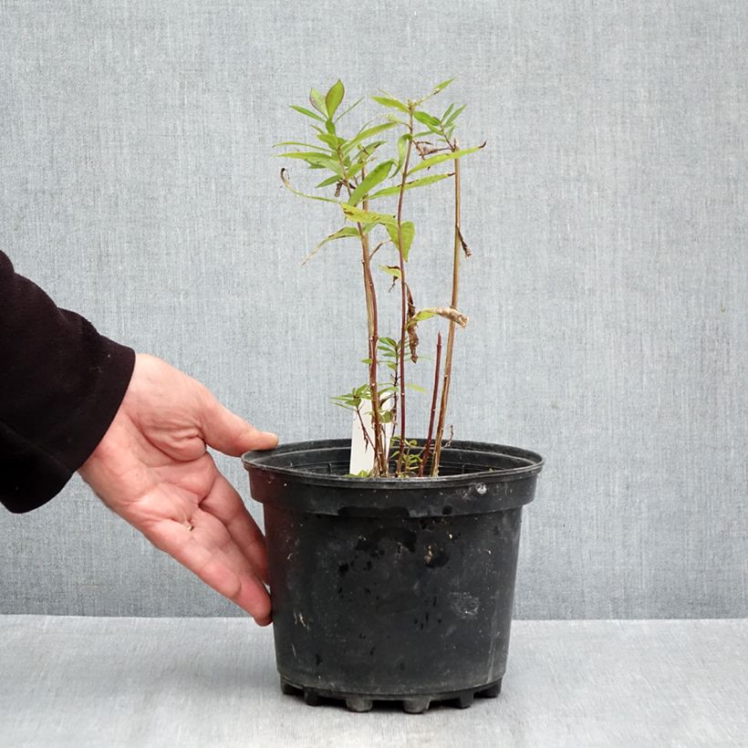 Esemplare di Phlox paniculata Adinda Vaso da 2L/3L come consegnato in autunno