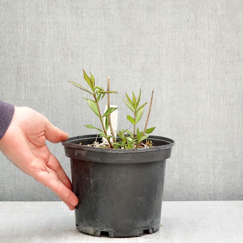 Phlox paniculata Adinda Vaso da 2L/3L esemplare consegnato in primavera