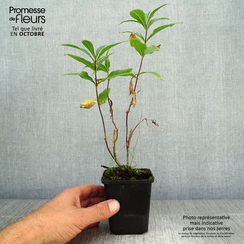 Esemplare di Phlox paniculata Amethyst Vasetto da 8/9 cm come consegnato in autunno