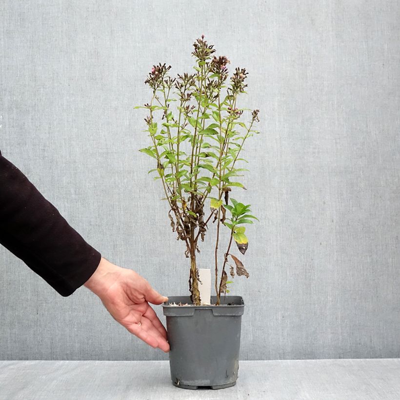 Esemplare di Phlox paniculata Aureole Vaso da 2L/3L come consegnato in autunno