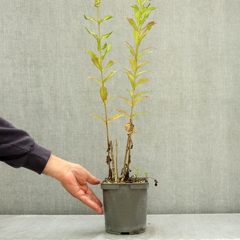 Esemplare di Phlox paniculata Aureole Pot de 2L/3L consegnato in estate
