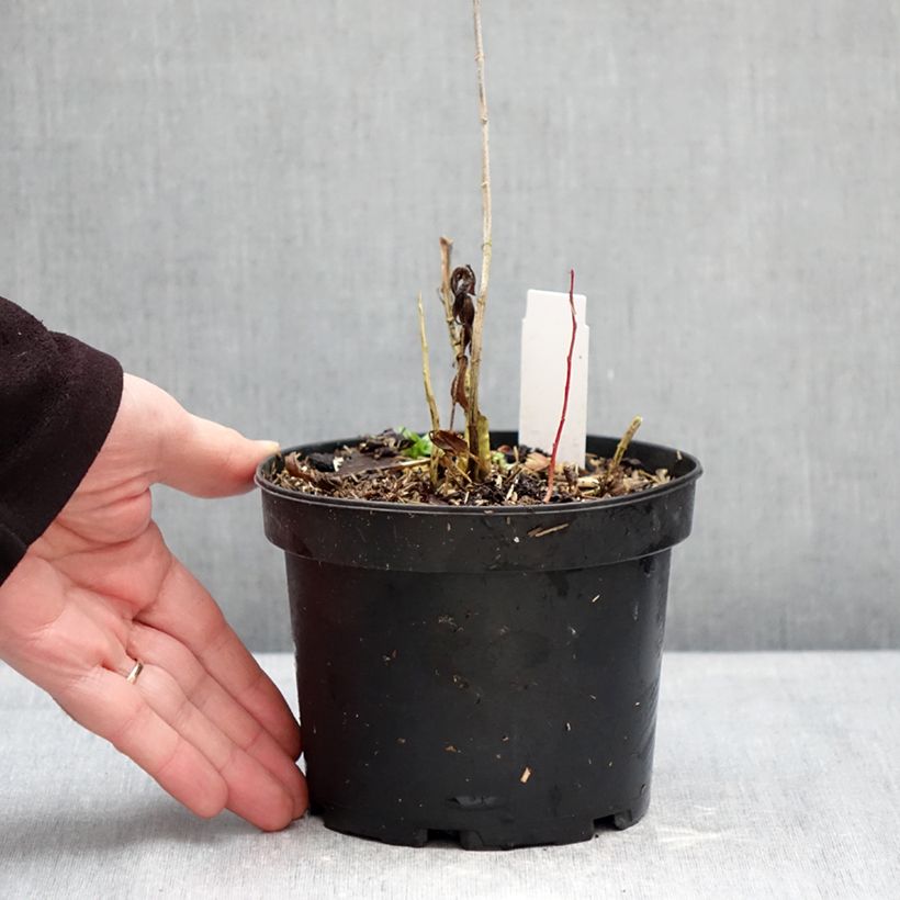 Phlox paniculata Bambini Candy Crush Vaso da 2L/3L esemplare consegnato in inverno