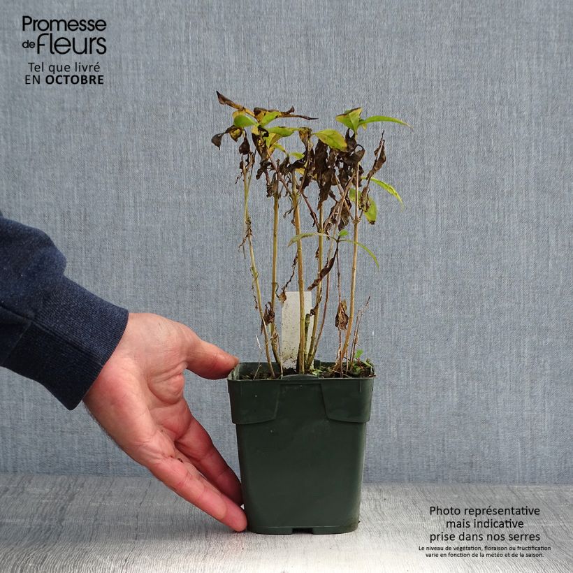 Esemplare di Phlox paniculata Bambini Desire Vasetto da 8/9 cm come consegnato in autunno