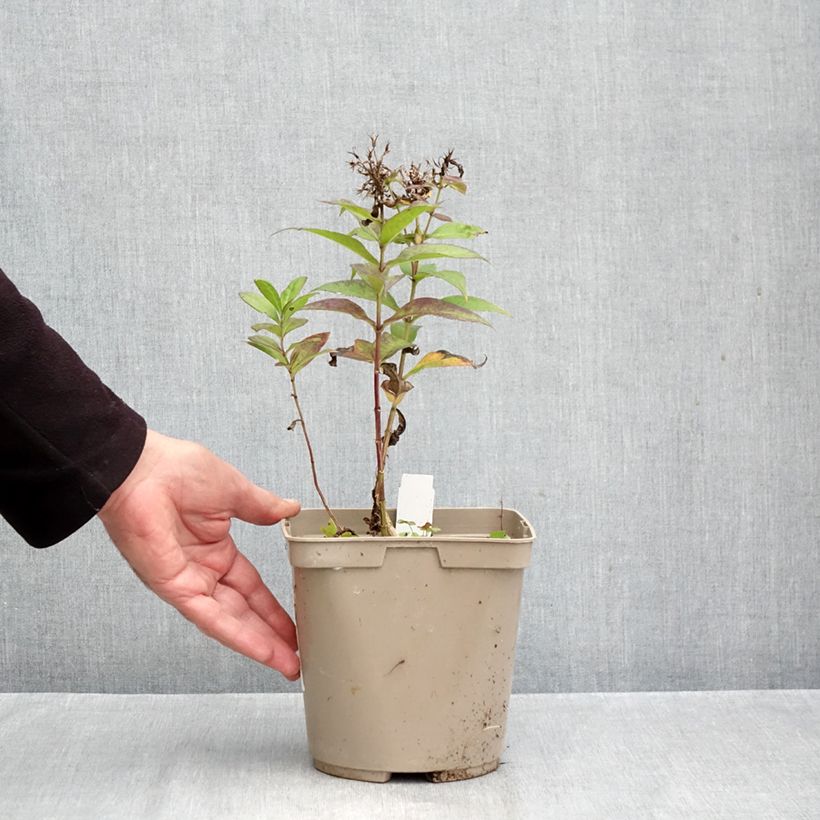 Esemplare di Phlox paniculata Bambini Desire Vaso da 2L/3L come consegnato in autunno