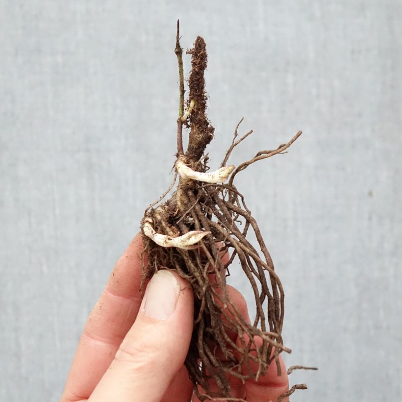 Phlox paniculata Bambini Desire Piante piccole a radice nuda esemplare consegnato in inverno