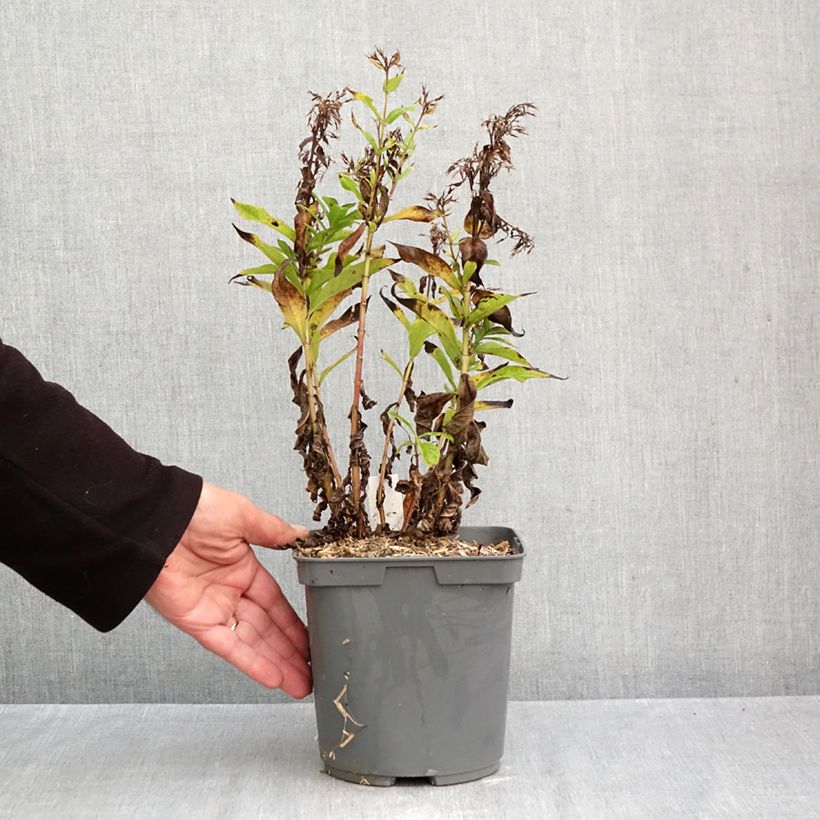 Esemplare di Phlox paniculata Bambini Primadonna Vaso da 2L/3L come consegnato in autunno