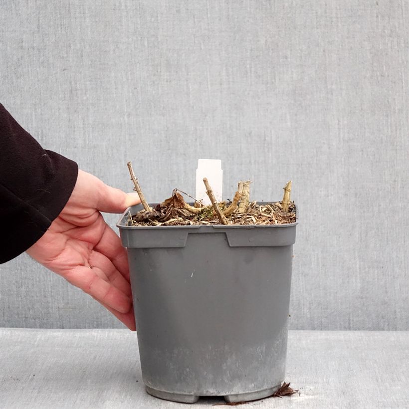 Phlox paniculata Bambini Primadonna Vaso da 2L/3L esemplare consegnato in inverno