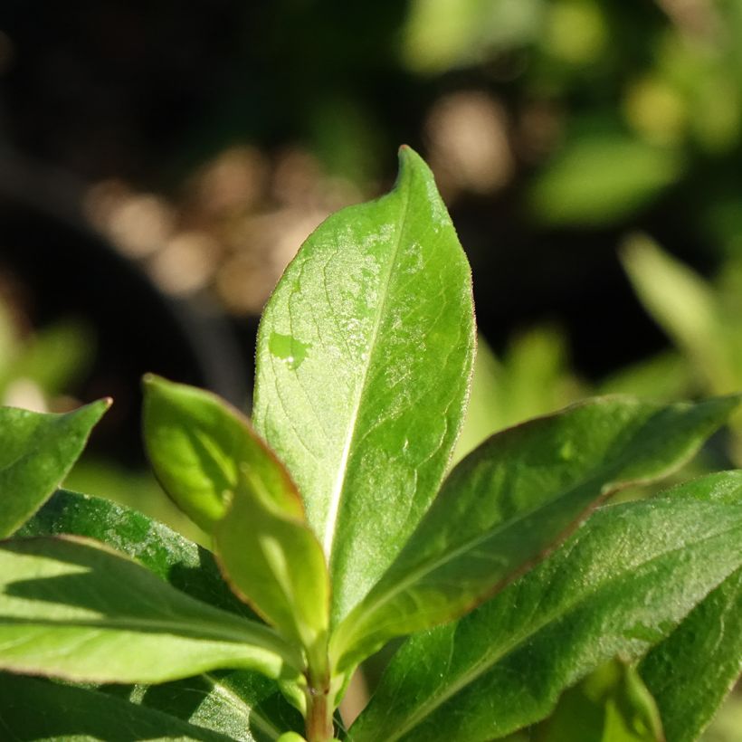 Phlox paniculata Bambini Sweet Tart (Fogliame)