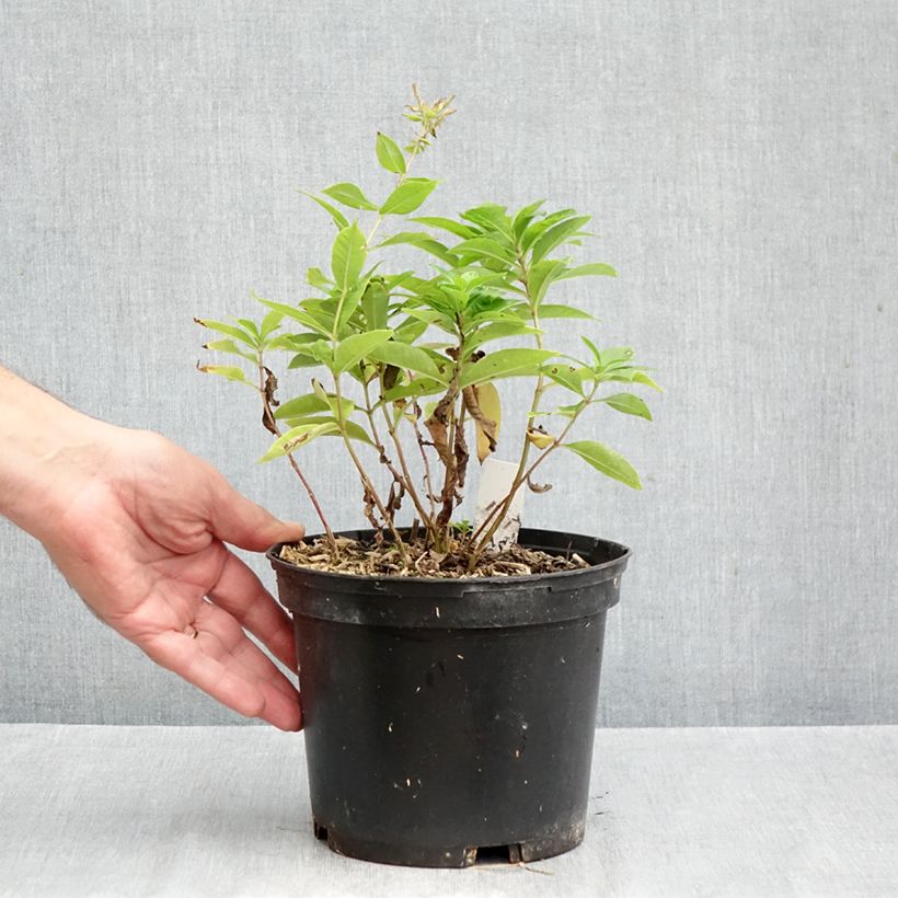 Esemplare di Phlox paniculata Bambini Sweet Tart Vaso da 2L/3L come consegnato in autunno