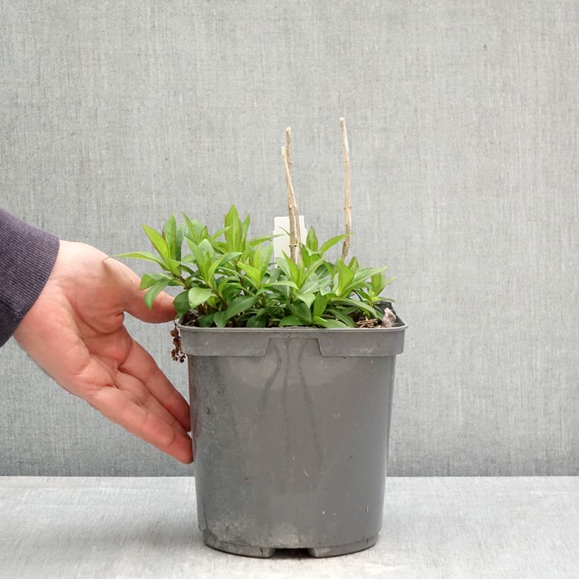 Phlox paniculata Bambini Sweet Tart Vaso da 2L/3L esemplare consegnato in primavera