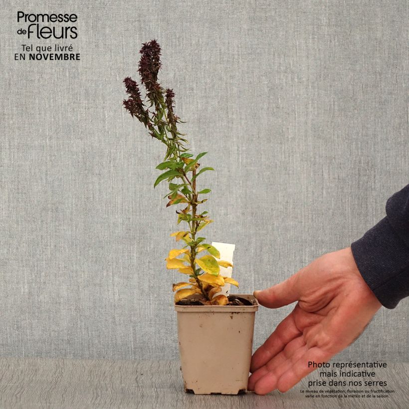 Esemplare di Phlox paniculata Blind Lion Vasetto da 8/9 cm come consegnato in autunno