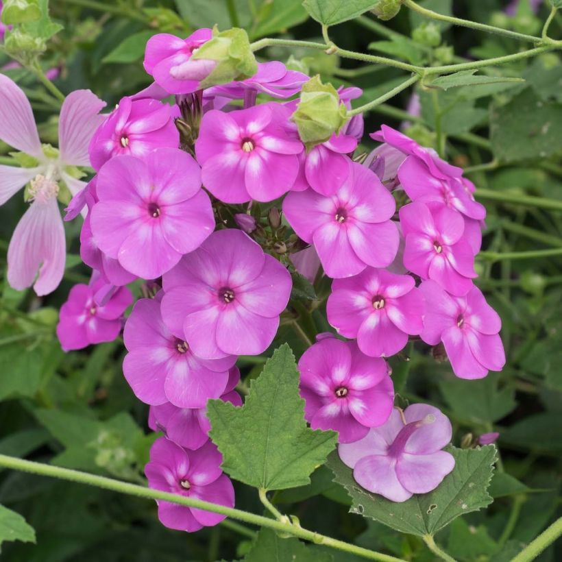 Phlox paniculata Blue Paradise (Fioritura)