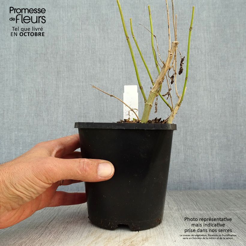 Esemplare di Phlox paniculata Blue Paradise Vaso da 1,5L/2L come consegnato in autunno